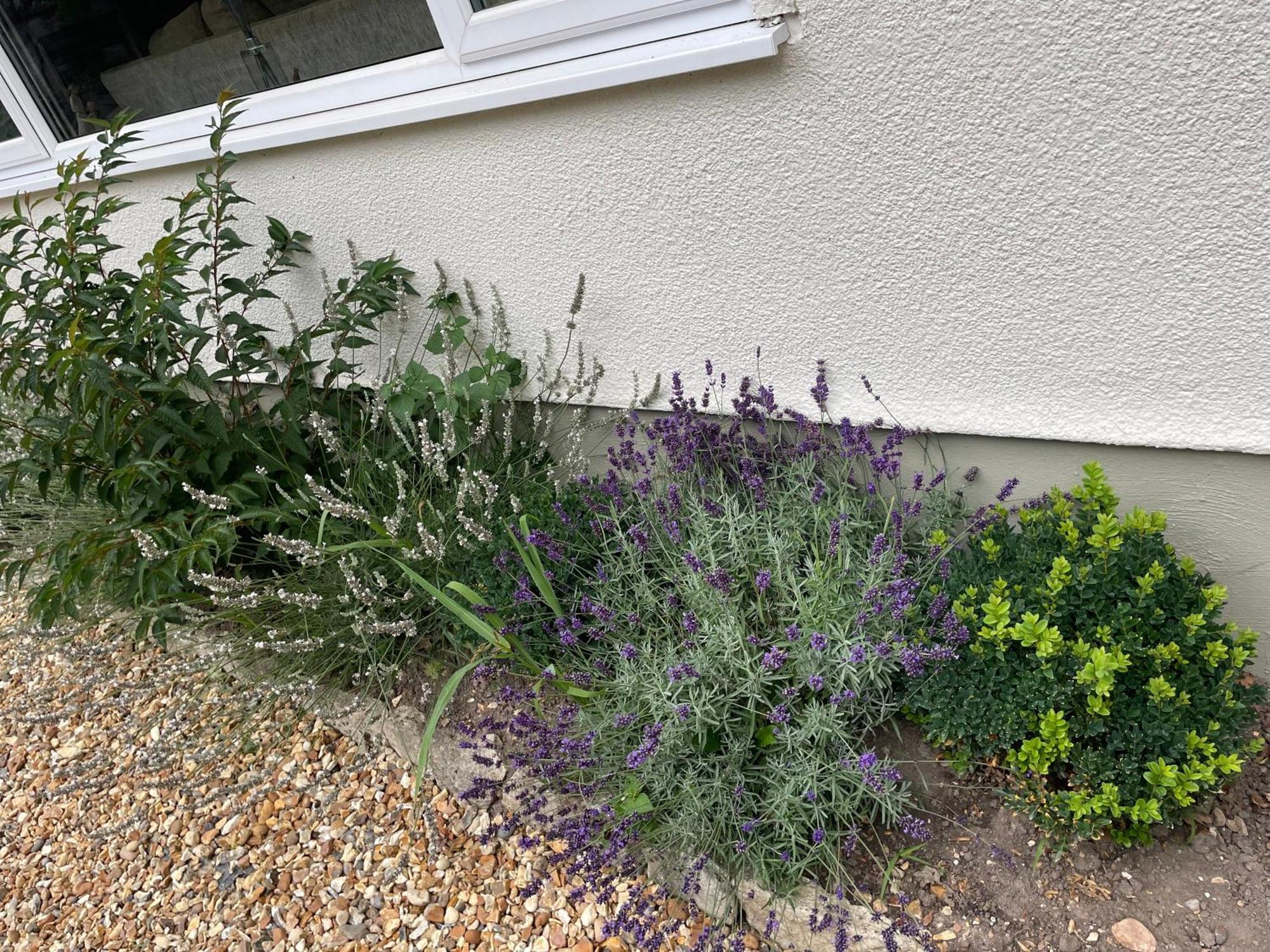Woodland House B & B Wimborne Minster Exterior foto